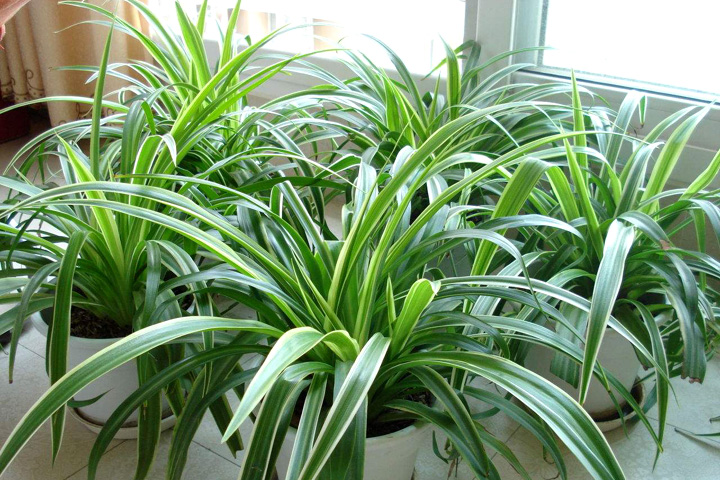 办公室种植吊兰可净化空气 办公室种植吊兰可净化空气